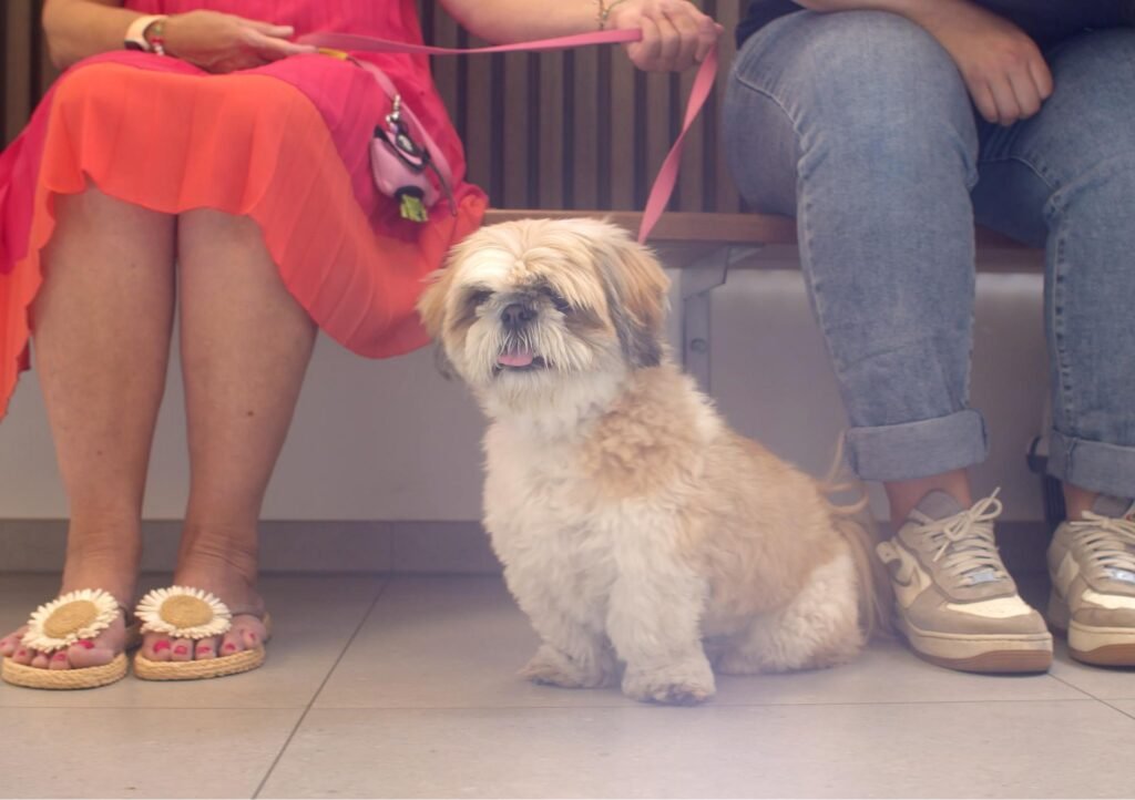 Close-up van hond in de behandelkamer 709FILMS bedrijfsfilm Close-up van hond in de behandelkamer 709FILMS bedrijfsfilm